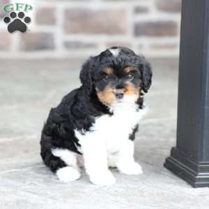 Kinsley, Cavapoo Puppy